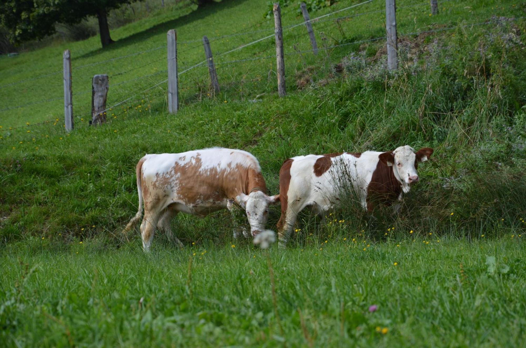 Hof Hamoos Kitzbühel Exterior foto