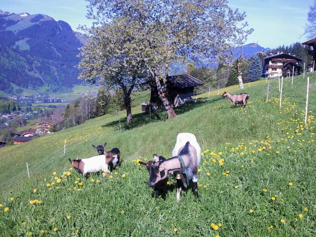 Hof Hamoos Kitzbühel Exterior foto